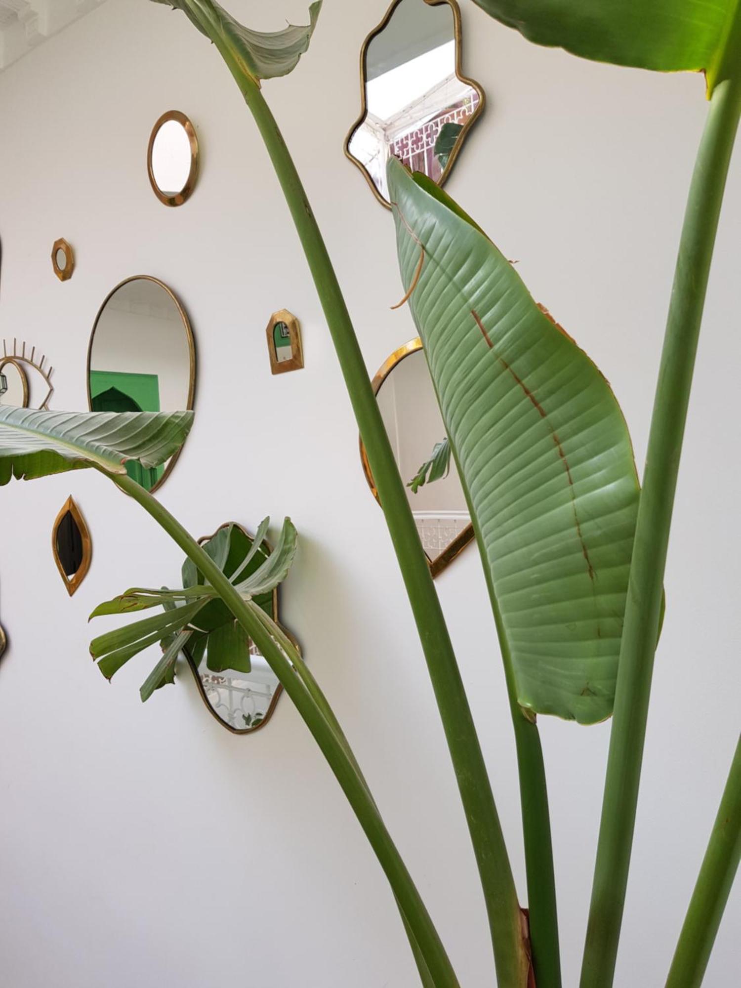 Riad Le Limoun And Spa Marrakesh Exterior foto